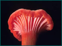 http://4.bp.blogspot.com/-NseNOqN0xWU/TuU7Kj-ch4I/AAAAAAAAAFg/-HftncBIdPc/s200/chanterelle.jpg