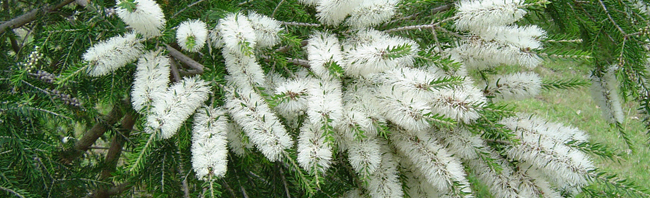http://www.saludesencial.org/blog/wp-content/uploads/2012/09/Melaleuca-Lanceolata-Salud-Esencial.jpg