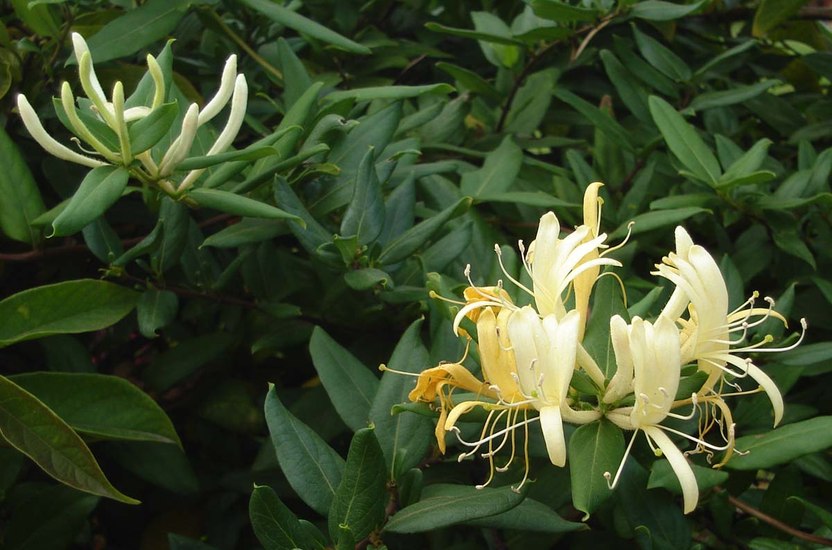 https://upload.wikimedia.org/wikipedia/commons/d/d3/Lonicera_Japonica_(polynesia).jpg