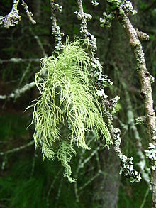 https://upload.wikimedia.org/wikipedia/commons/thumb/2/27/Usnea_1_(2005_07_19).jpg/220px-Usnea_1_(2005_07_19).jpg